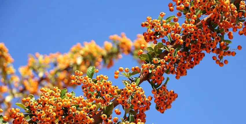 Berries of Himachal