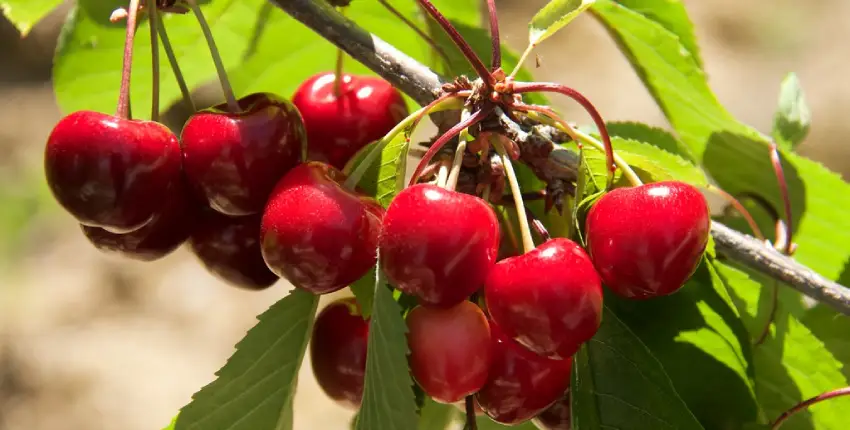Cherries of Himachal